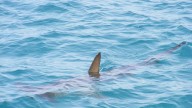 Boy stable after being bitten by shark off Florida Keys; 911 call, interviews, more