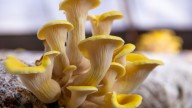 A Budget-Friendly DIY Will Kickstart Growing Mushrooms In No Time