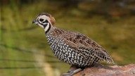 Drought hurts quail population, but state maintains hunt