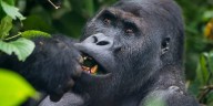 Gorillas at Memphis Zoo charm crowds with snack-time play and cute antics