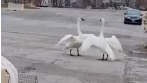 Internet famous Scarborough swan dies of suspected lead poisoning