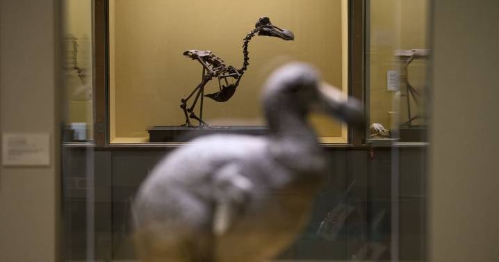 Could the dodo bird be brought back? Biotech firm makes effort