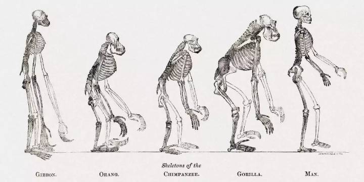 Un hueso, evolución clave para la habilidad humana de caminar erguidos