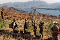 Ambiente amenazado. Cuatro iniciativas que se dedican a reforestar y restaurar los ecosistemas patagónicos