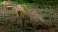 No es una plaga, pero está causando problemas: los expertos alertan por la expansión en España de este animal
