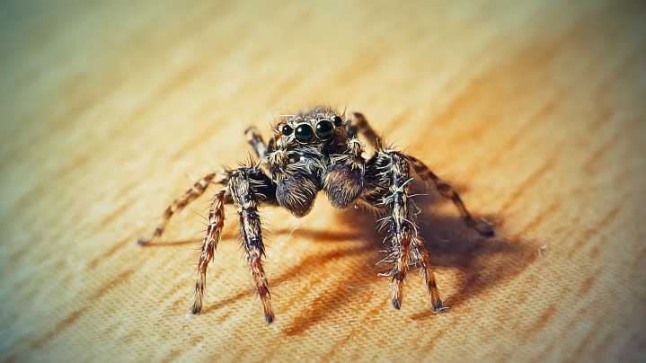 Regularly Seeing Spiders At Home? Pay Attention—it Could Be A Sign Of A Bigger Problem