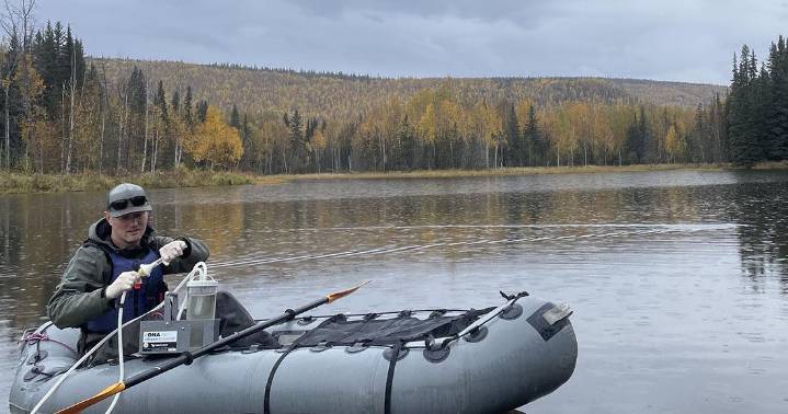 The quietly essential salmon stream | Alaska Science Forum