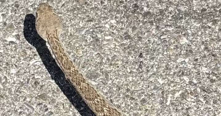 49-year-old man bitten by rattlesnake in Green Valley