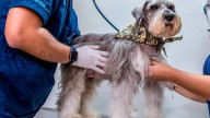 El Ministerio de Ambiente incumplió la Ley Esterilizar Salva y activistas convocan plantón en Bogotá
