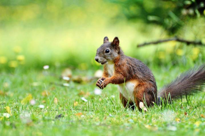 Cele|bitchy | A squirrel in San Rafael, California is attacking people