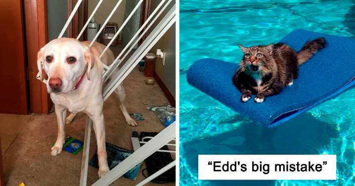 46 Funny Animals Who Got Stuck And Required Human Assistance