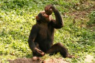 Chimpanzees May Consume 2 Alcoholic Beverages a Day from Fermented Fruit