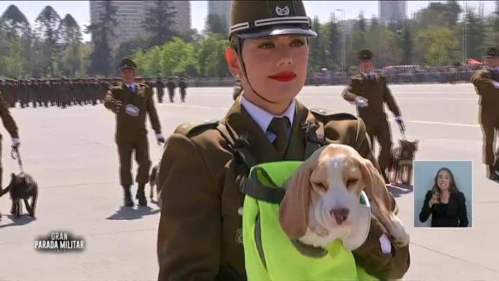 Con desfile de tiernos cachorros: Brigada Canina de Carabineros se lleva todas las miradas en la Parada Militar