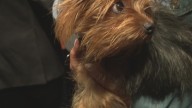 Local vet faces criminal charges in racially charged dog