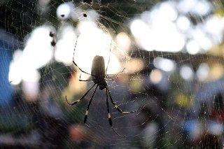 Cómo protegerte de las arañas en casa en temporada de lluvias