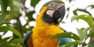 Descubra el sitio para avistar más de 300 aves diferentes en Antioquia: las recomendaciones para no perdérselo