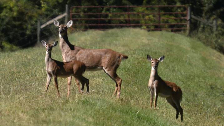 Louisiana deer are roaming forests, city streets, lawns and flower beds