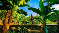 Exportaciones de banano repuntaron en el primer semestre de 2025