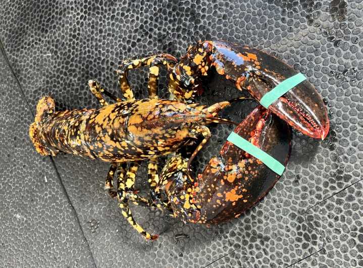 Sakonnet Point fisherman traps a rare ‘calico” lobster