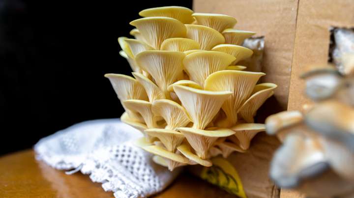 The Annoying Downside That Can Come From Growing Mushrooms At Home