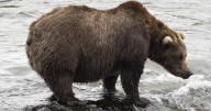 Alaska's Fat Bear Week kicks off with online voting to crown the most oversized ursine