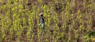 ¿Certificación o descertificación?: EE.UU. decide sobre Colombia