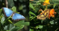 Butterfly Wonderland: Inside America’s largest butterfly conservatory