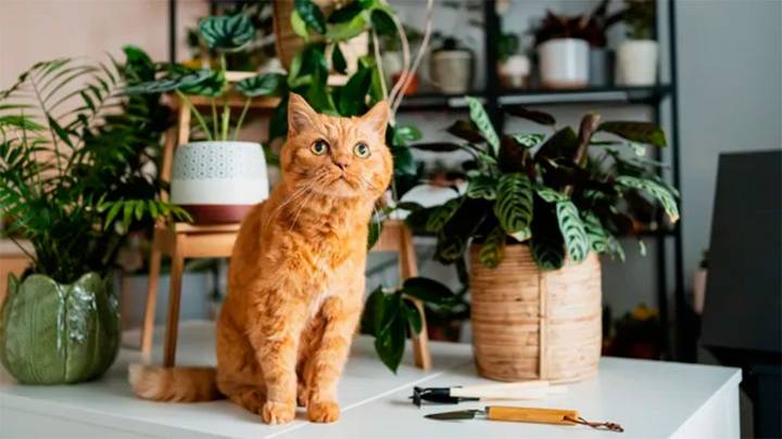 Atención: estas plantas de primavera son altamente tóxicas para tus mascotas