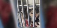 Nashville Cat Rescue in talks to bring clinic to Donelson area, celebrates 20 years in Metro Nashville