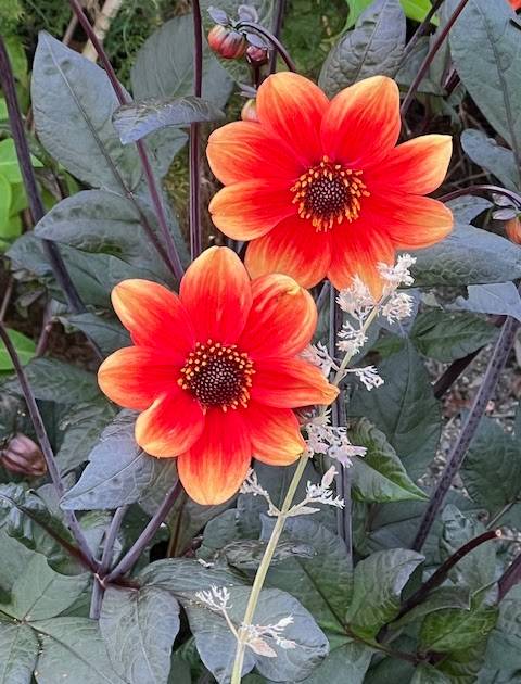 Flowers still bloom