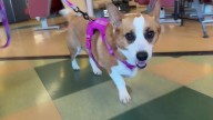 Washington State Ferries testing new pet policy