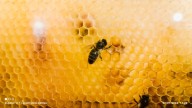 Red Colmena, cerca del fin tras 4 años de colaboración por las abejas latinoamericanas