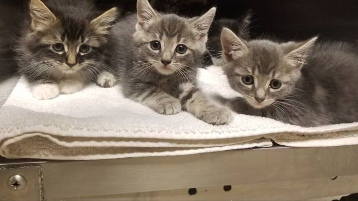 Whatcom County Humane’s cat kennel is full, here's how you can help