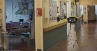 Robot programmed to act like a 7-year-old works to combat fear and loneliness in hospitals