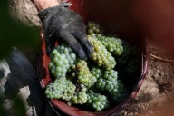 Hot, dry weather seen pushing French wine output below five