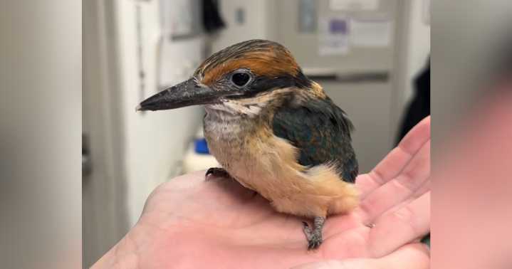 2nd extinct-in-wild Guam kingfisher hatches at National Aviary