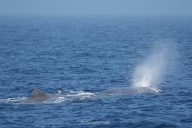 Sperm whales Kiwi and Guava spotted 7 miles from Dana Point’s coast