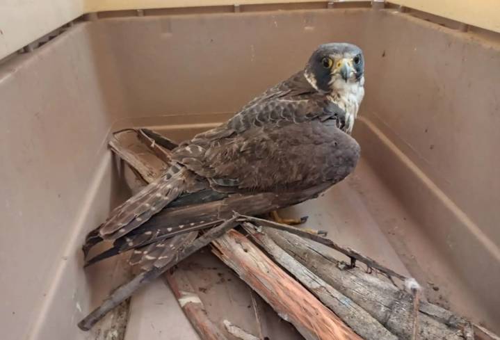 Moquegua: Serfor recupera y libera en su hábitat a ejemplar juvenil de halcón peregrino