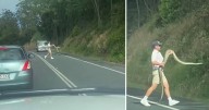 Brave motorist rescues python on Queensland road in Maleny