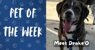 Pet of the Week: Meet Drake'O!