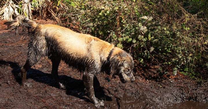 Dog owners warned of 'life-threatening' disease linked to mud