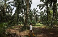 Malaysia palm oil body says EU delay on deforestation rule key to address concerns