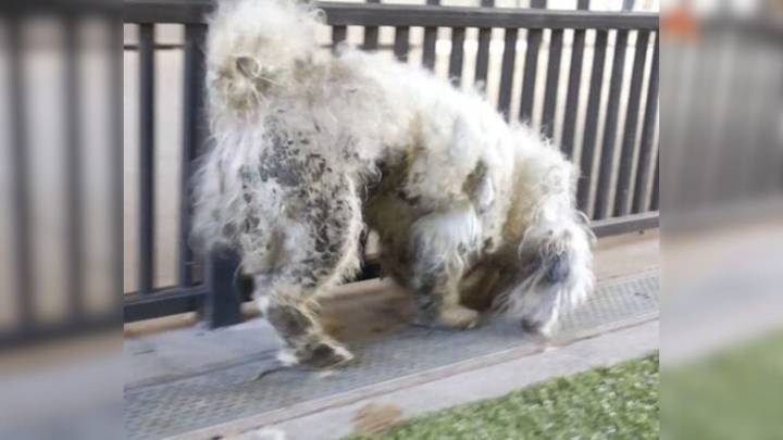 Matted Dog From Arizona Stunned Rescuers With His Appearance After They Removed Pound Of Fur