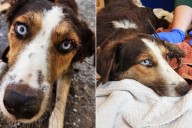 Dog Covered in Hundreds of Ticks Has the Worst Infestation Vet Has Ever Seen