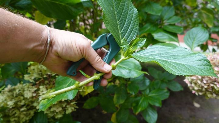 7 flowers to propagate in September to prolong your planting