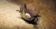 White-nose Syndrome found in bats at Libby Dam