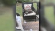 Coyotes caught napping on patio furniture in Arlington