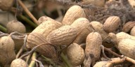 Ag Outlook: It’s prime time for harvesting Georgia’s top crop