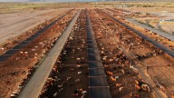 Mexico boosts controls on cattle after new screwworm case found near US border in Nuevo Leon