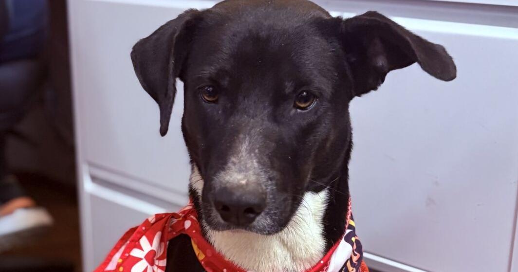 Pets of the week: Meet Emily, who came from devastating situation, is looking for loving home
